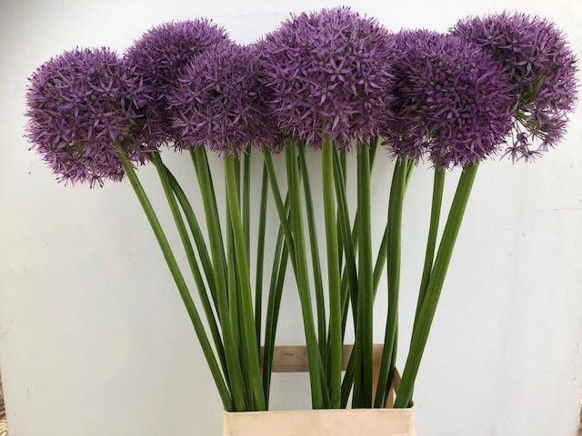 <h4>ALLIUM PINBALL WIZAR</h4>