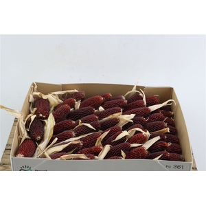 Zea Mays Strawberry