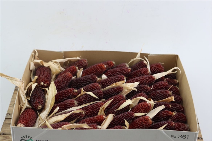 <h4>Zea Mays Strawberry</h4>