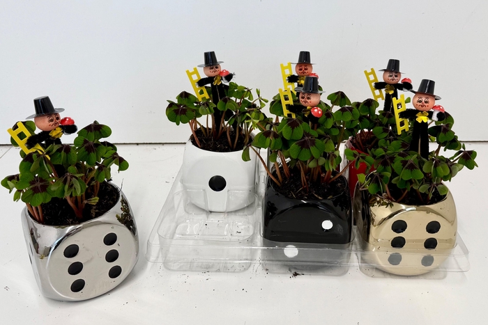 <h4>OXALIS DEPPEI</h4>