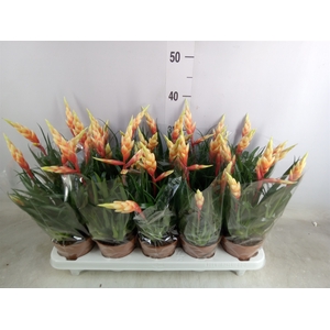 Vriesea  'Shannon'