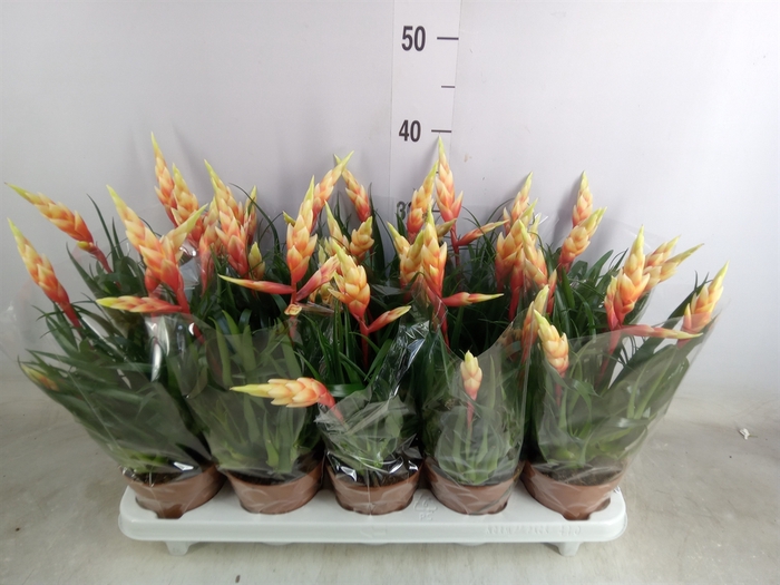 <h4>Vriesea  'Shannon'</h4>
