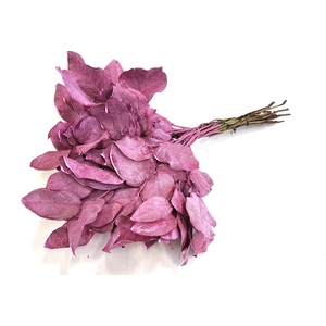 Salal tips dried per bunch Frosted Cerise