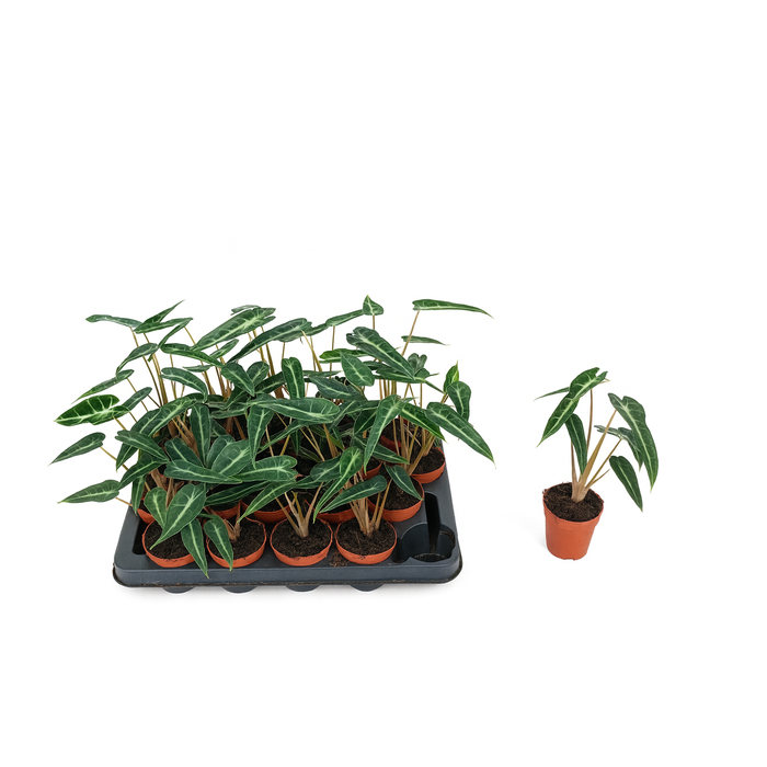 <h4>ALOC X AMAZONICA</h4>