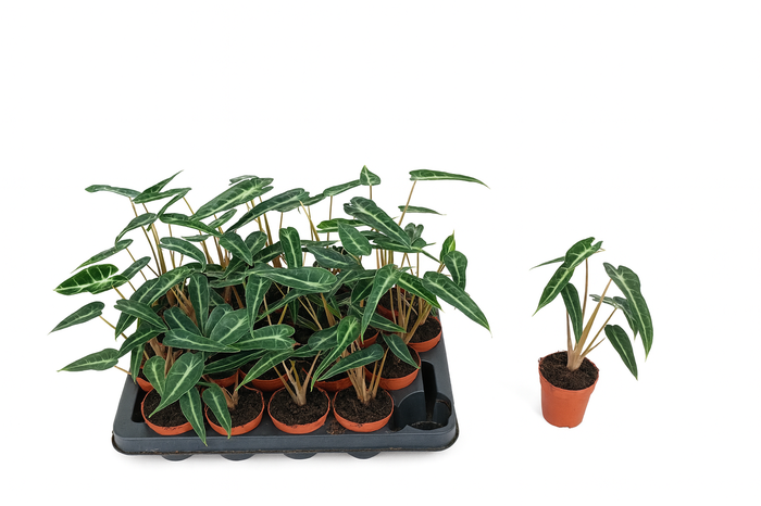 <h4>ALOC X AMAZONICA</h4>