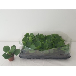 PILEA PEPEROMIOIDES