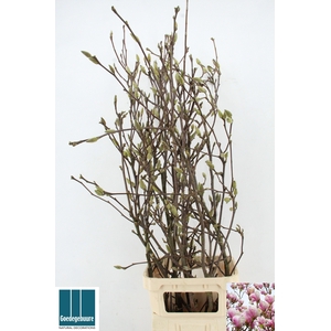 MAGNOLIA GRANDIFLORA