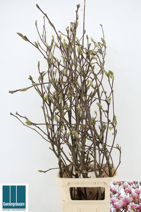 <h4>MAGNOLIA GRANDIFLORA</h4>