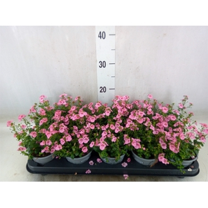 Diascia  'Ruby Field'