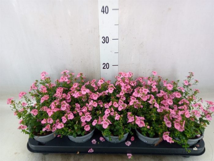<h4>Diascia  'Ruby Field'</h4>