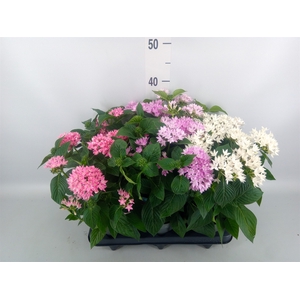Pentas lanceolata 'Starclust' ..mix