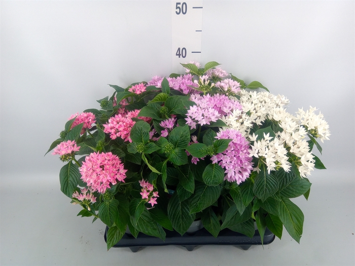 <h4>Pentas lanceolata 'Starclust' ..mix</h4>