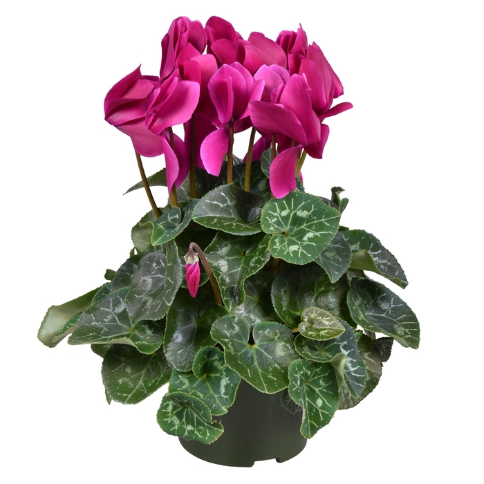 <h4>Cyclamen grootbl. PAARS</h4>