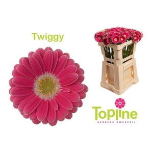 Ge Mi Twiggy