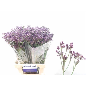 VERBENA OV