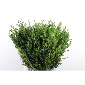 Buxus Green P Bunch