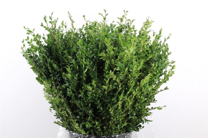<h4>Buxus Green P Bunch</h4>