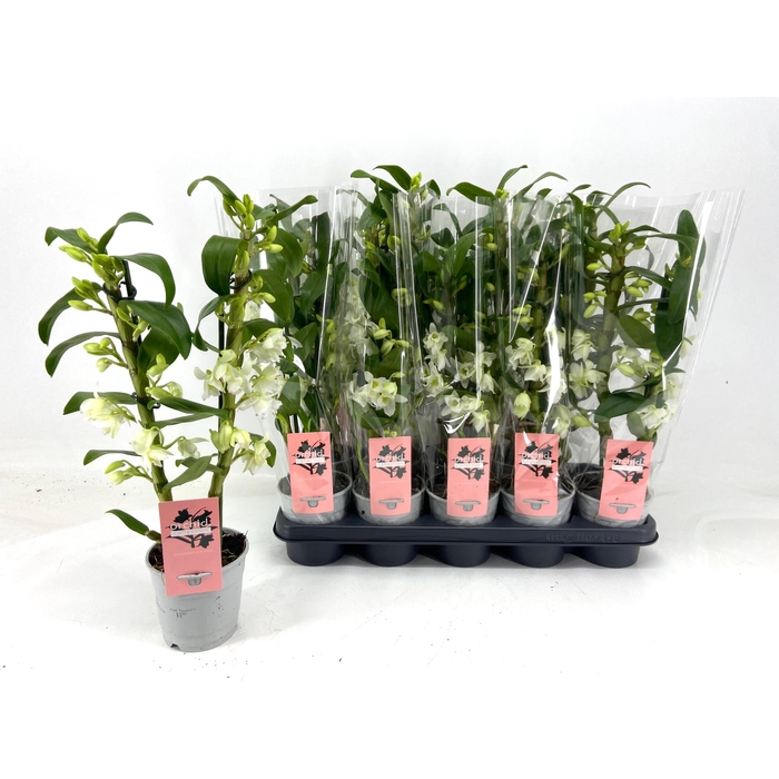 <h4>Dendrobium Nobile Apollon (Cites) 12Ø 50cm 2st 18f</h4>