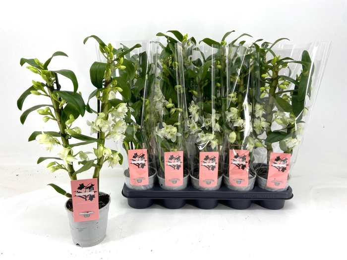 <h4>DENDR N SC APOLLON</h4>