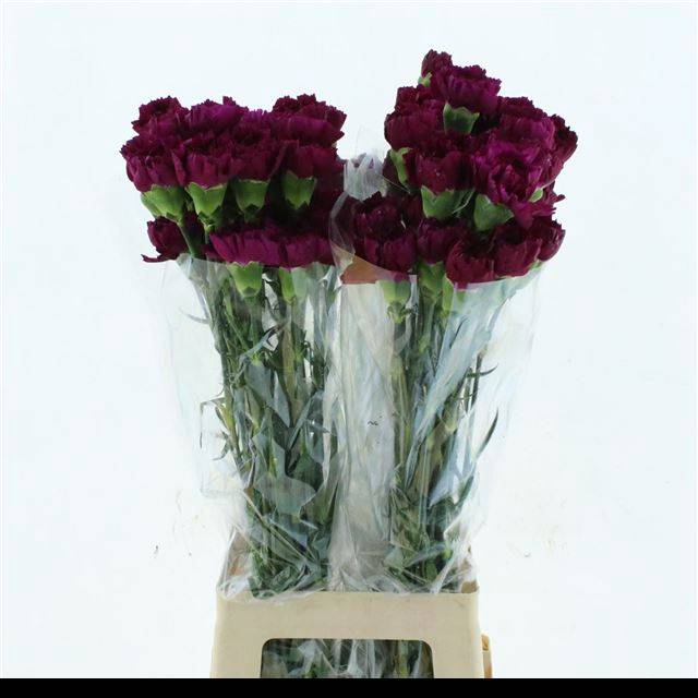 <h4>DI ST YUKARI VIOLET</h4>