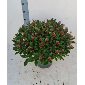 Rubella 26 cm 55+ bloem