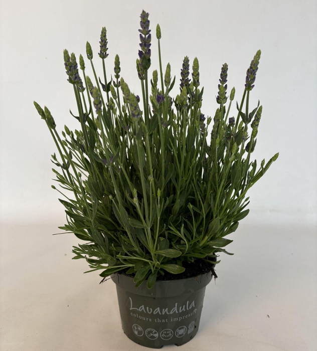 <h4>Lavandula angustifolia Spear Blue</h4>