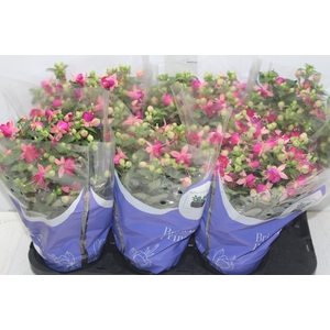 BRINCO DE PRINCESA P15