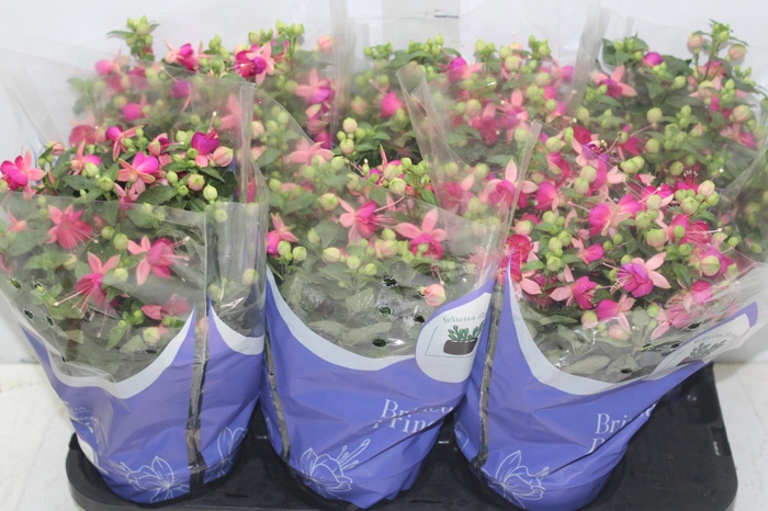 <h4>BRINCO DE PRINCESA P15</h4>