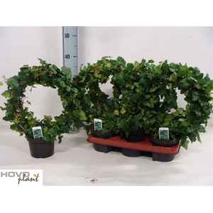 Hedera helix Wonder 13Ø 45cm