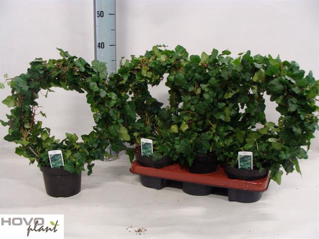 Hedera helix Wonder 13Ø 45cm