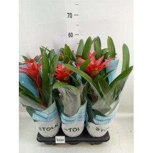 Guzmania  'Calypso'
