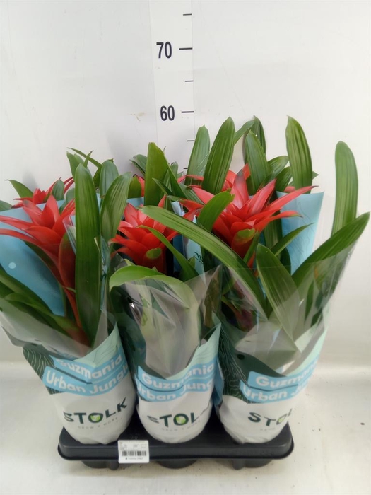 <h4>Guzmania  'Calypso'</h4>