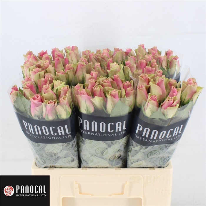 <h4>R GR BELLE ROSE</h4>