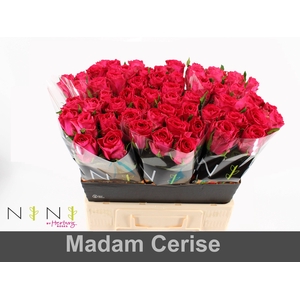 Rosa large madam cerise