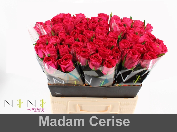 <h4>Rosa large madam cerise</h4>