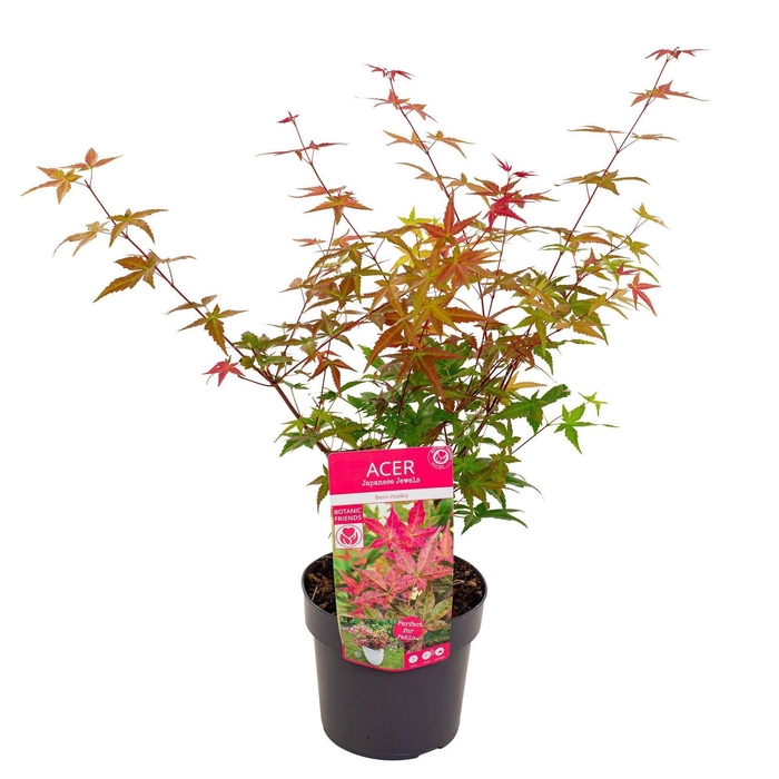<h4>Acer palmatum Beni-maiko</h4>
