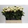 Paeonia Bowl Of Cream