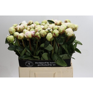Paeonia Bowl Of Cream