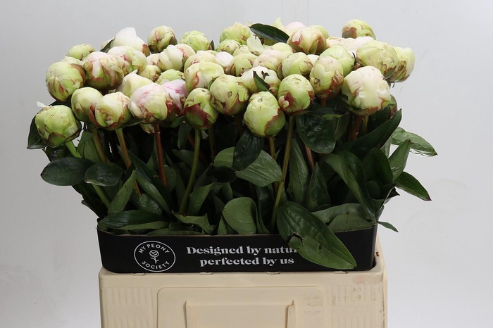 <h4>Paeonia Bowl Of Cream</h4>