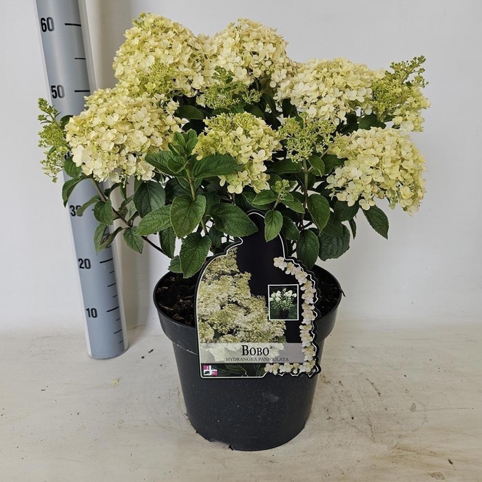 Hydr Paniculata Bobo