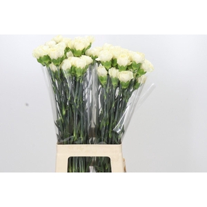 DI ST OVERIG DIANTHUS ST RODAS CREM