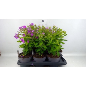 Phlox panic.