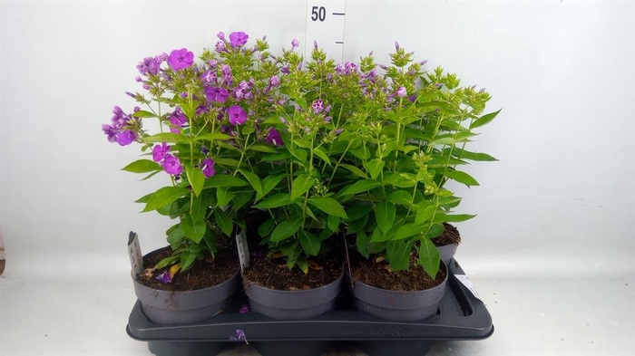 <h4>Phlox panic.</h4>