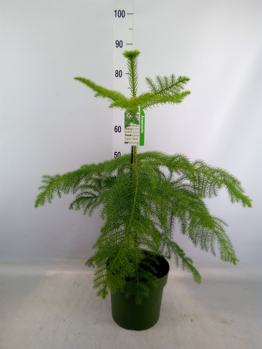 <h4>Araucaria heterophylla</h4>