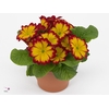 Primula  rood 10,5