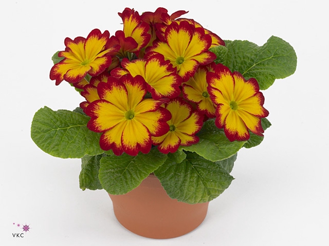 Primula  rood 10,5