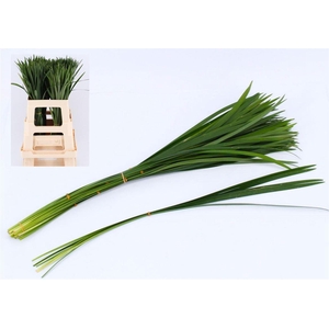 Liriope Muscari Green Per Bunch (5st)