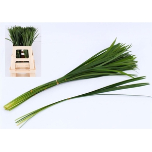 Liriope Green Per Bunch Xl
