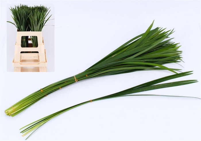 <h4>Liriope Muscari Green</h4>