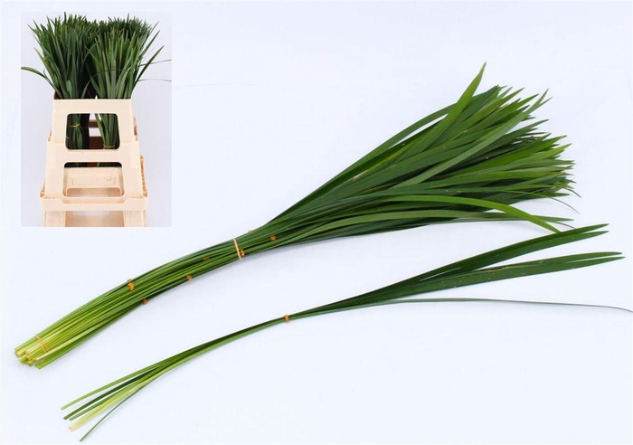 <h4>Liriope Muscari Green</h4>